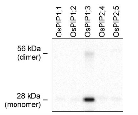 immunospecificity of anti-PIP1;3 antibodies 